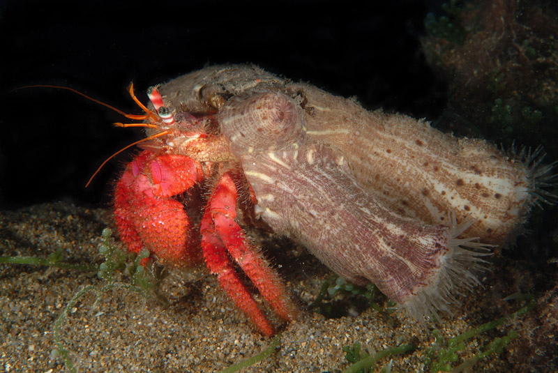 Dardanus calidus (l''eremita)